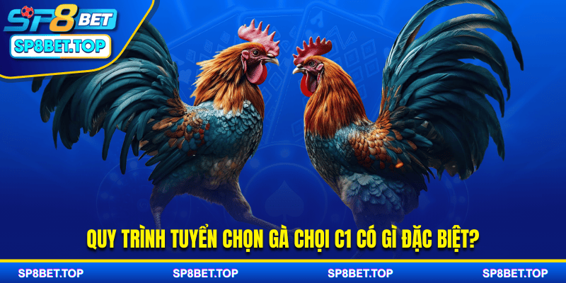 Quy trình tuyển chọn gà chọi C1 có gì đặc biệt?