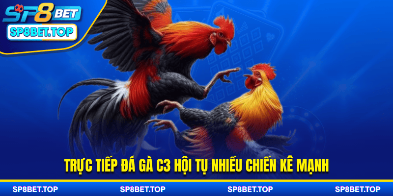 Trực tiếp đá gà C3 hội tụ nhiều chiến kê mạnh
