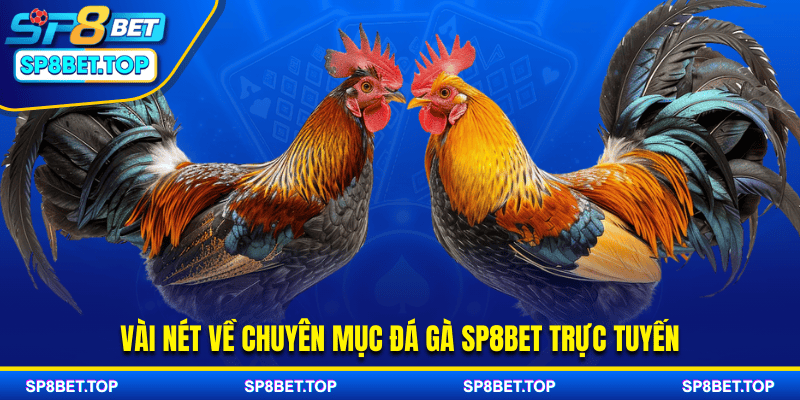 Vài nét về chuyên mục đá gà SP8BET trực tuyến